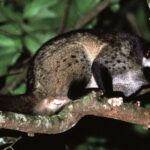 asian palm civet
