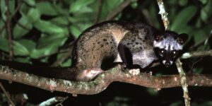 asian palm civet