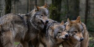 three wolves